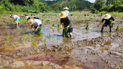 左手握苗、右手插秧…梅县区水车镇组织志愿者开展撂荒地复耕复种活动